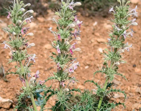 Morinaceae