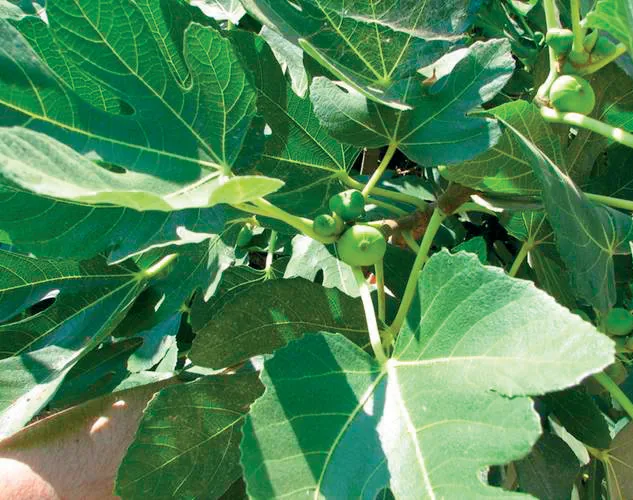 Moraceae