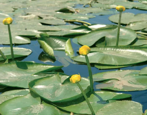 Nymphaeaceae