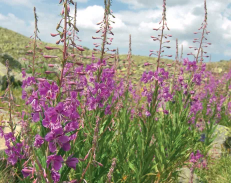 Epilobium angustifolium
