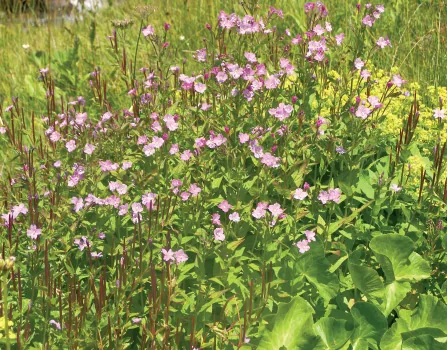 Epilobium parviflorum