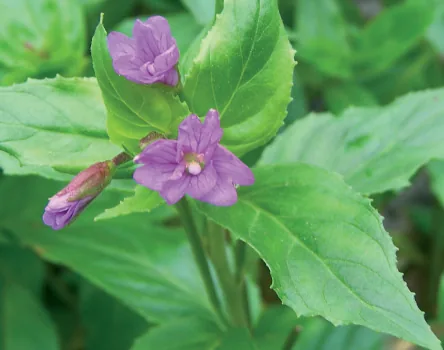 Epilobium montanum