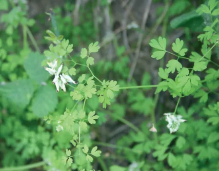 Fumaria capreolata