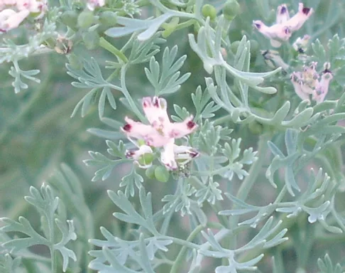 Fumaria asepala