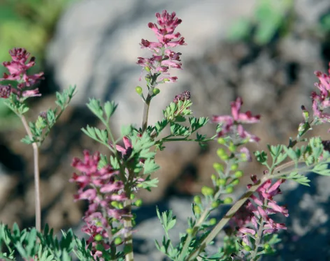 Fumaria microcarpa