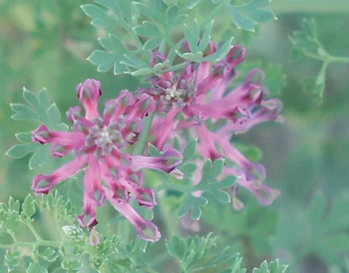 Fumaria vaillantii