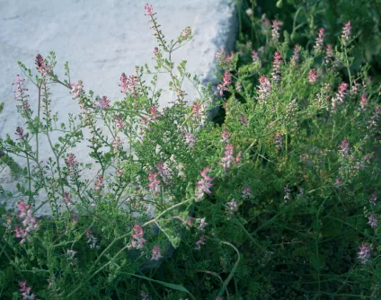Fumaria officinalis
