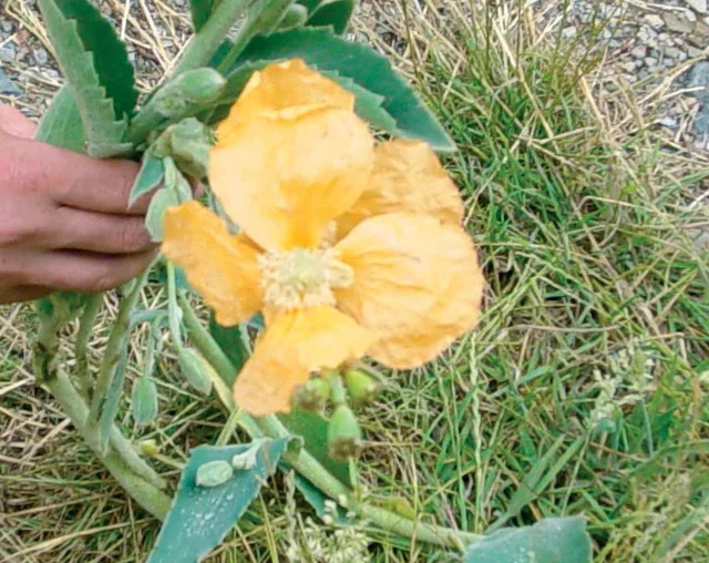 Papaver apokrinomenon