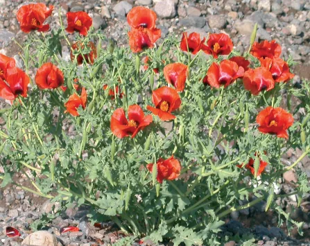 Glaucium leiocarpum