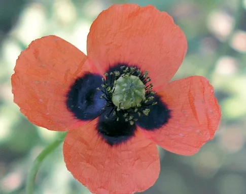 Papaver lacerum