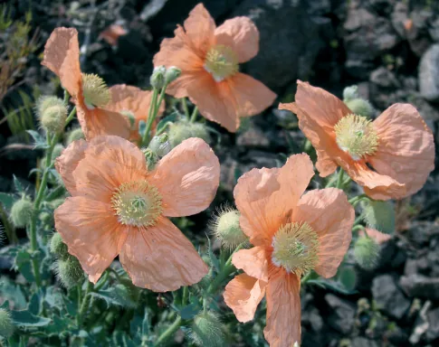 Papaver fugax