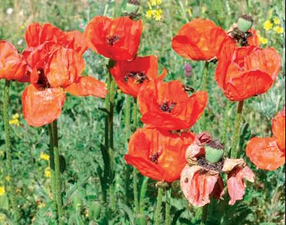 Papaver orientale