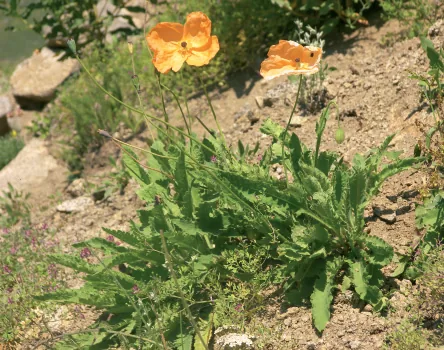 Papaver lateritium