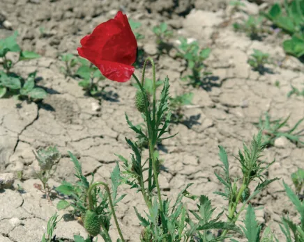 Papaver rhoeas