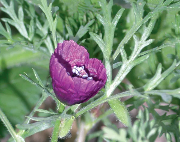 Roemeria hybrida