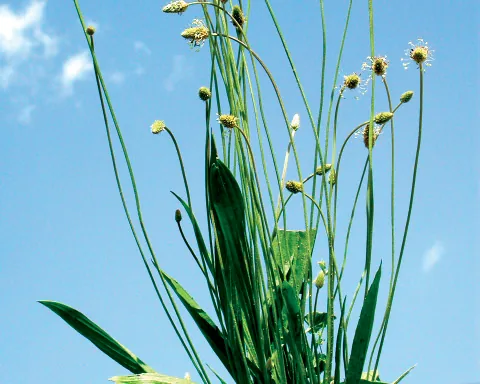 Plantago lanceolata