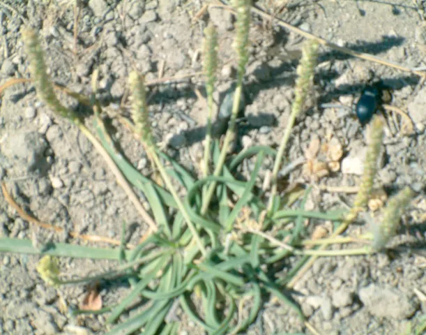 Plantago maritima