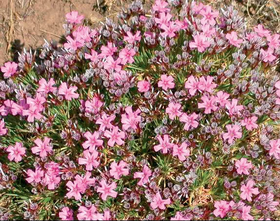 Acantholimon ulicinum