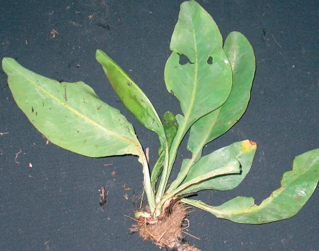 Plumbaginaceae