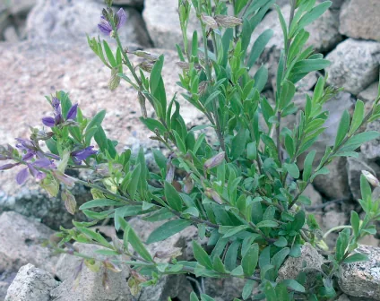 Polygala anatolica