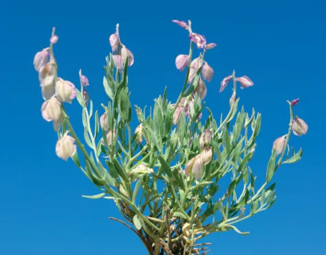 Polygala pruinosa