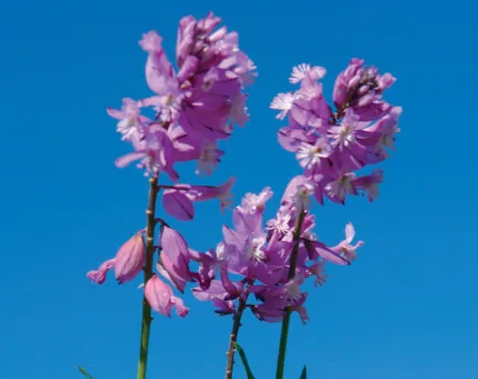 Polygala major