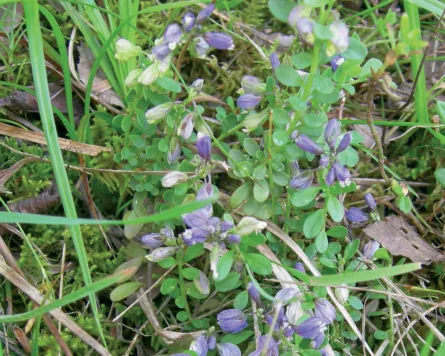 Polygalaceae