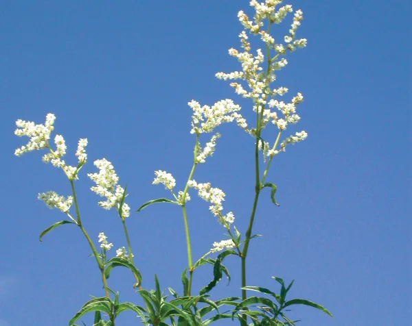 Polygonum alpinum