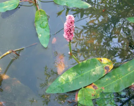 Polygonum amphibium
