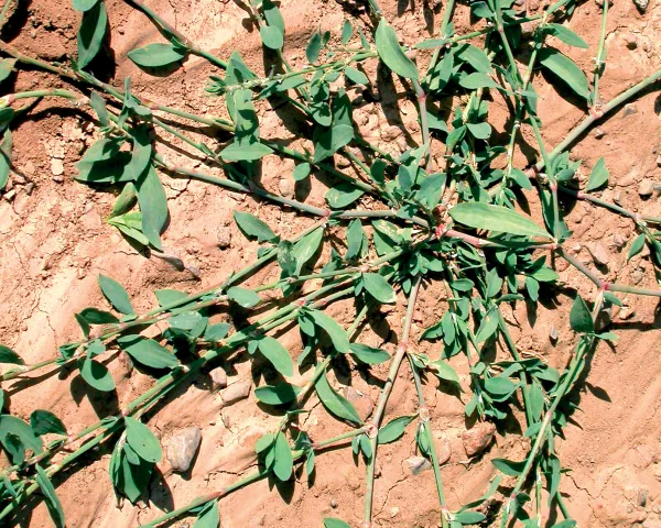 Polygonum arenastrum
