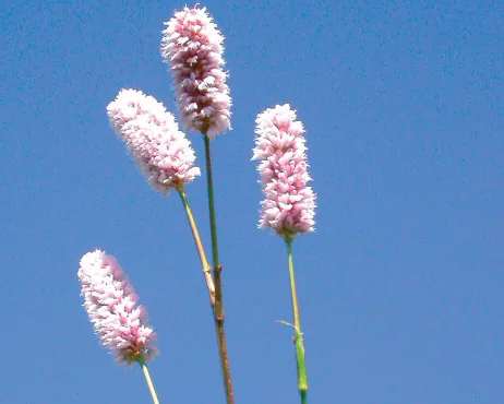 Polygonum bistorta