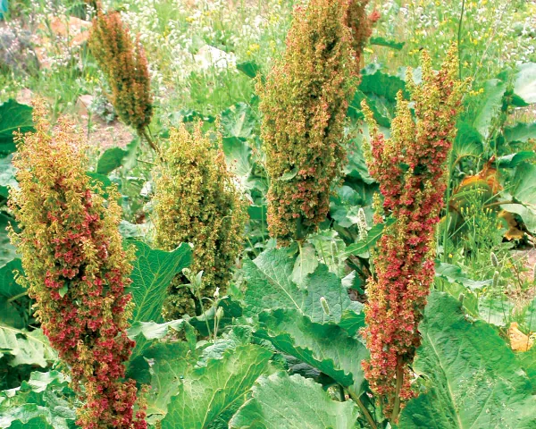 Rumex alpinus