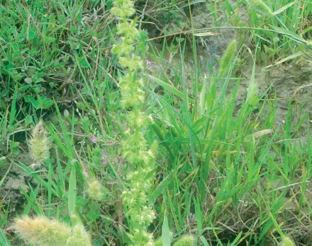 Rumex pulcher