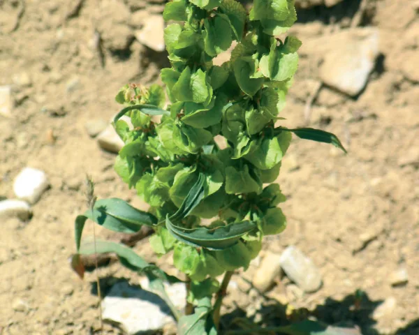 Rumex ponticus