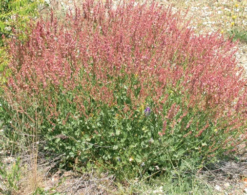Rumex scutatus