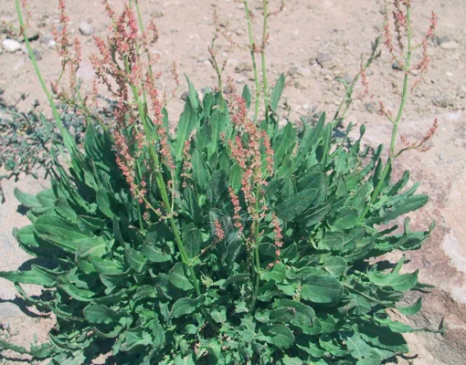 Rumex tuberosus