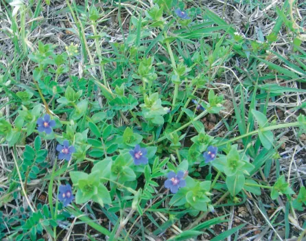 Anagallis arvensis var. caerulea