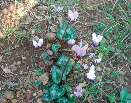 Primulaceae