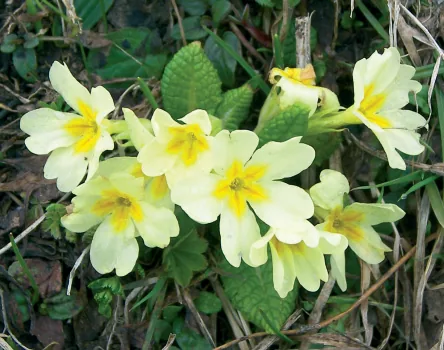 Primula elatior subsp. pallasii