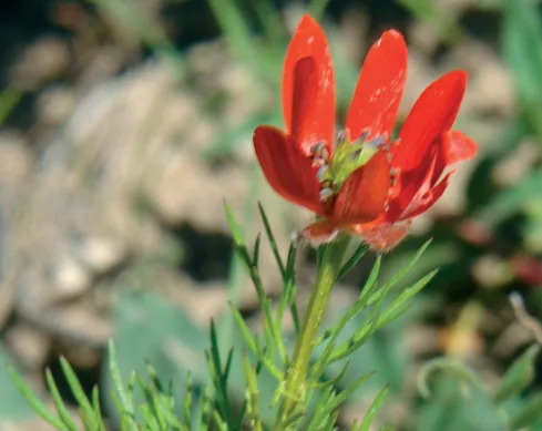 Adonisflammea