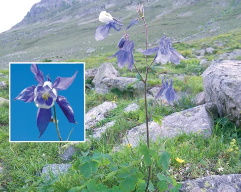 Aquilegia olympica