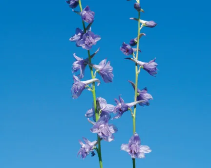 Delphinium cyphoplectrum