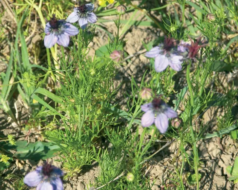 Nigella damascena