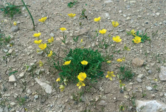 Ranunculus demissus