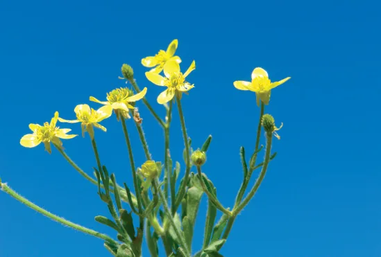 Ranunculus cuneatus