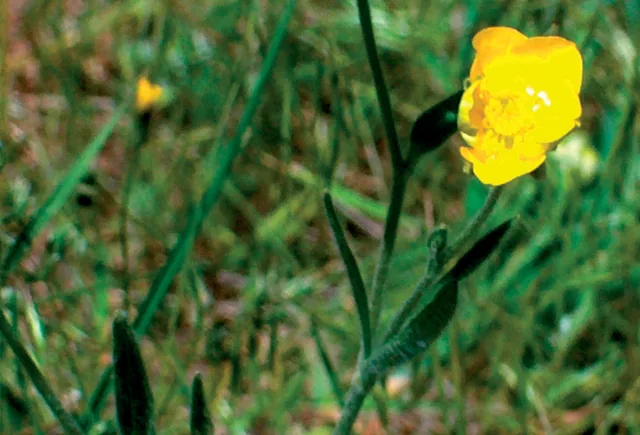 Ranunculus illyricus