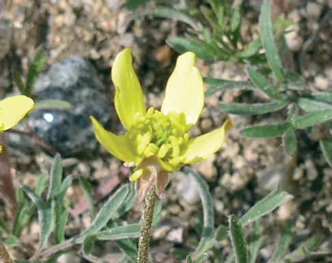 Ranunculus isthmicus