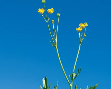 Ranunculus polyanthemos