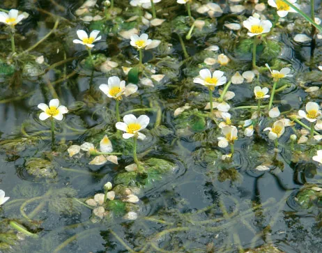 Ranunculus trichophyllus