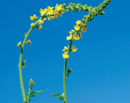 Agrimonia eupatoria